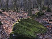 ルパン7777777さんの峰山高原岩塊流の投稿写真2