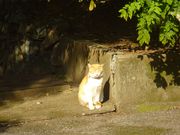 ponちゃんさんの唐澤山神社の投稿写真2