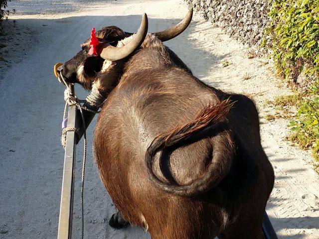 ピー子ちゃん(竹富島)_水牛車観光