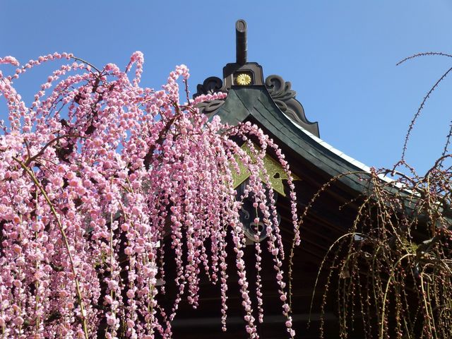 建物と調和_結城神社