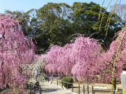 セイコーさんの結城神社の投稿写真5