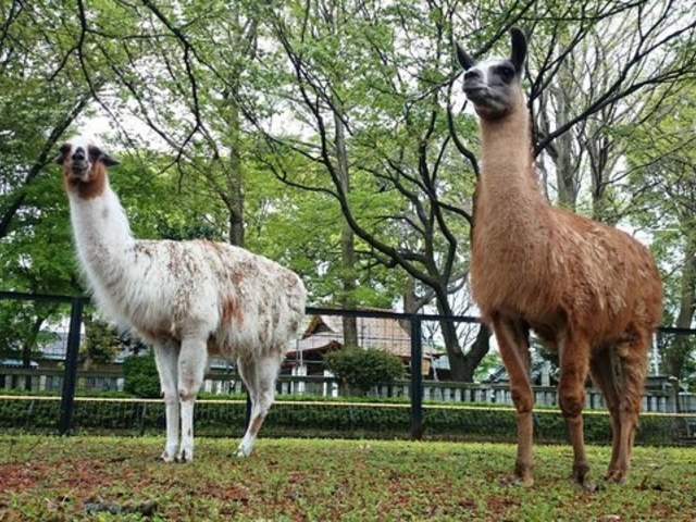 かわいい_夢見ケ崎動物公園