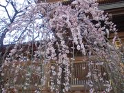 lightさんの湯島天満宮の梅の投稿写真1