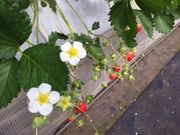 ハルさんのアクトいちごファームの投稿写真1