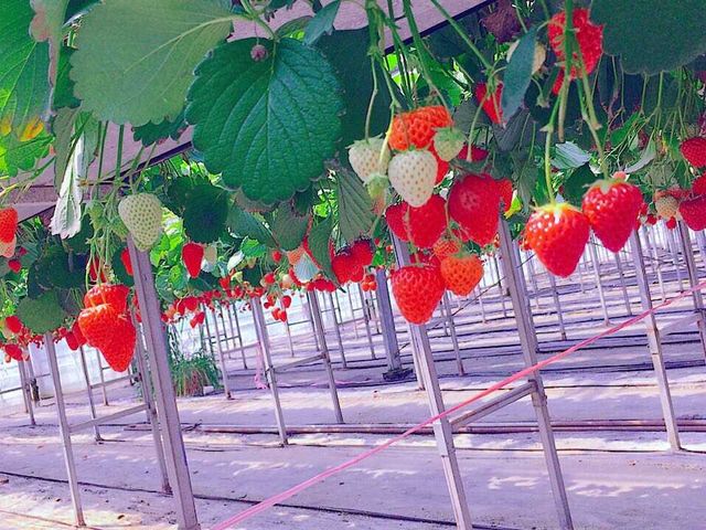 3月末でもまだまだたくさんのいちごが・・・_つねずみ苺園