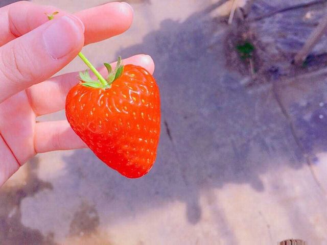 ハートいちご♡_つねずみ苺園