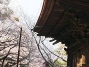 ワンワンさんの三明寺三重の塔の投稿写真1