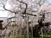 こたぴさんの龍ケ崎のシダレザクラの投稿写真1