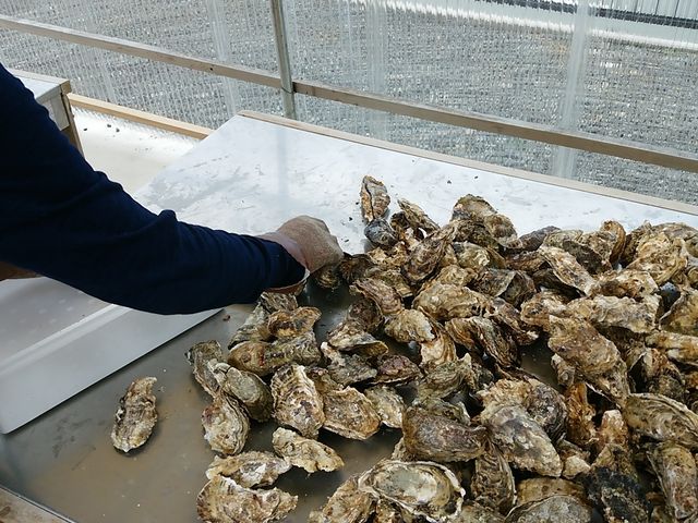 詰め放題に挑戦_南鳥羽 浦村
