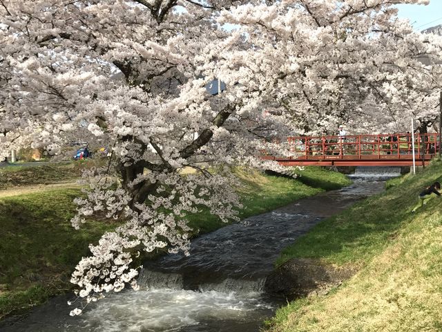 観音寺川の桜