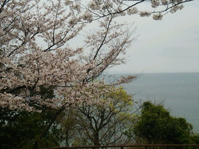 桜と海_須磨浦公園の桜