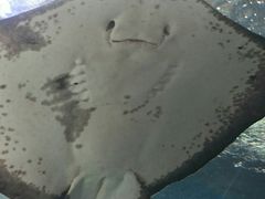 新江ノ島水族館の写真1