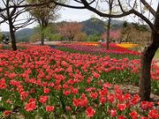 maplepapaさんの国営アルプスあづみの公園 堀金・穂高地区の投稿写真3