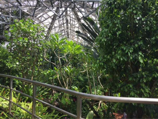 ヘビが出てきそうなくらい、自然です_市川市観賞植物園