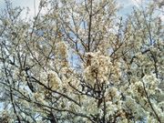 usaさんのさくらの里のさくらの投稿写真1