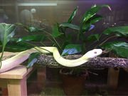 とんすけさんの市川自然博物館の投稿写真2