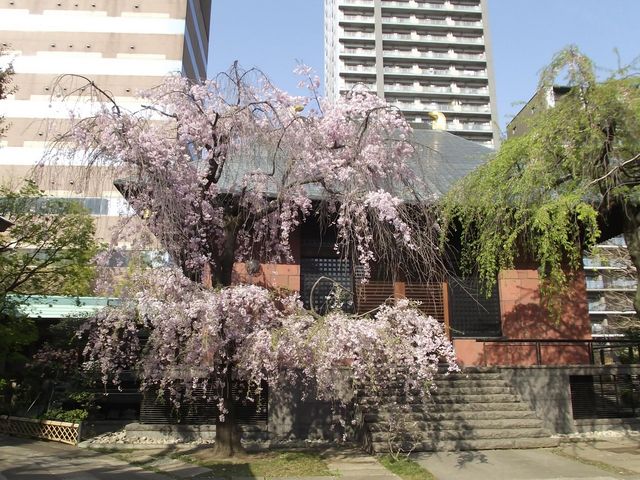 本堂と枝垂れ桜_善性寺