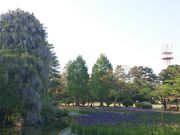 殿さんの鶴岡公園の投稿写真1