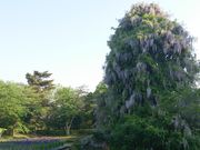 殿さんの鶴岡公園の投稿写真2