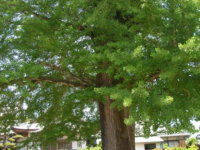 第5番札所 地蔵寺