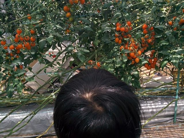 色々な種類のトマトがありました。_いんどう・ウォーター・ファーム