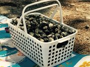 しのさんの野島公園の投稿写真2