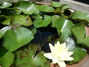 raspberryさんの雲祥寺の投稿写真1