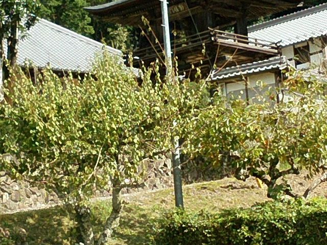 ちょっと遠めです_天猷寺ハナノキ門