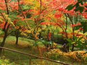 アリスさんの東郷公園の投稿写真1