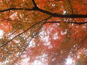 アリスさんの嵐山渓谷の紅葉の投稿写真1