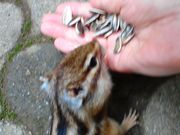 かおりさんの加茂山公園の投稿写真1