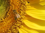 もくれんさんのハイジの村 クララ館の投稿写真3