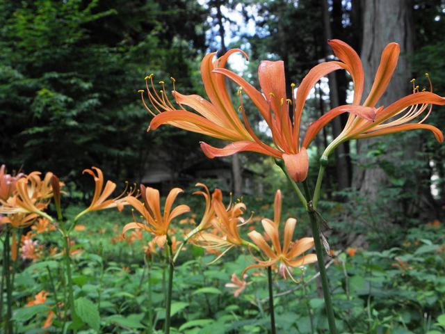 キツネノカミソリ_出早公園