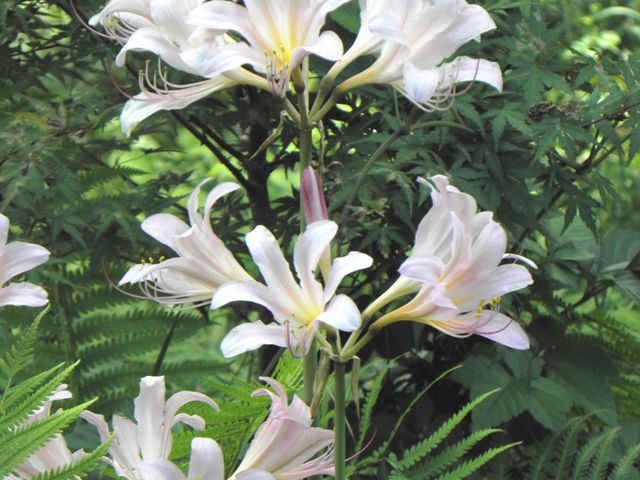 ナツズイセン_出早公園