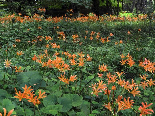 キツネノカミソリ_出早公園