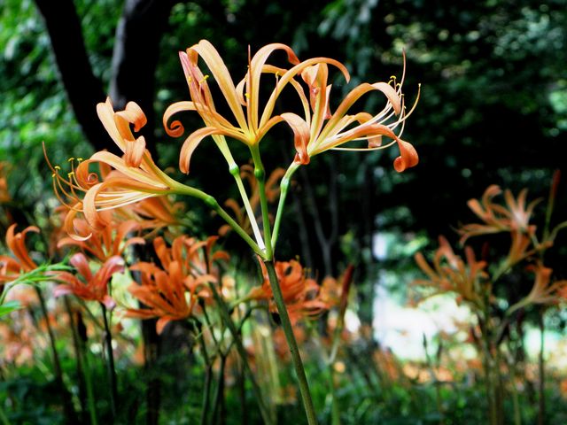 キツネノカミソリ_出早公園