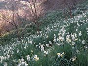 ひさちゃんさんの日本水仙の投稿写真2