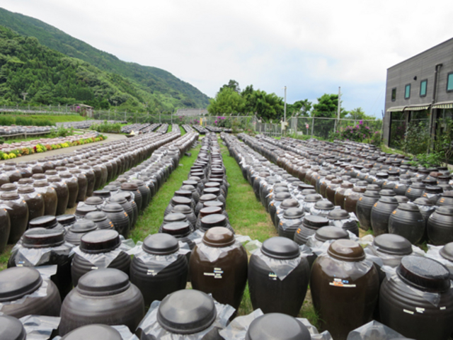 黒酢の壺の向こうに桜島が見えるはずが、この日は雲に隠れていました_黒酢本舗 桷志田