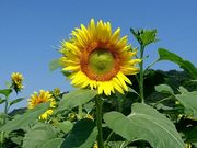 さとぴさんの道の駅 原鶴の投稿写真2