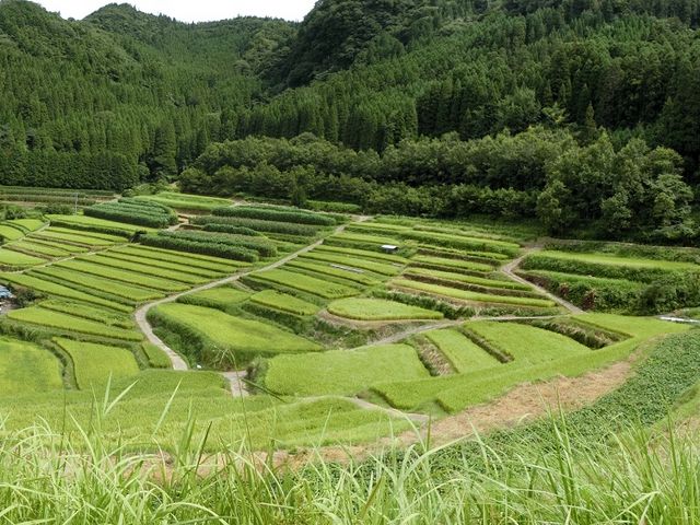 むらさんさんの山浦早水の棚田の投稿写真4