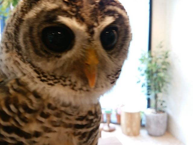 フクロウ_フクロウのお庭