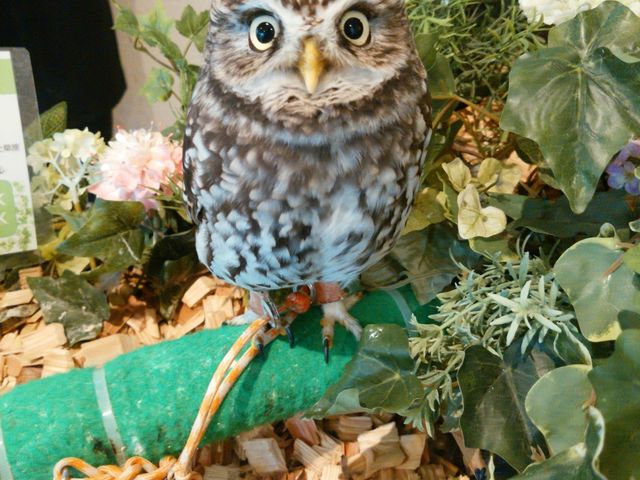 小さいフクロウ_フクロウのお庭