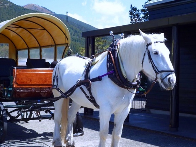 辻馬車_観光辻馬車