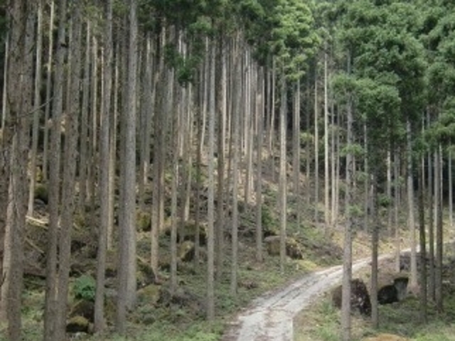 フルスピードさんの中摩殿畑山の投稿写真1