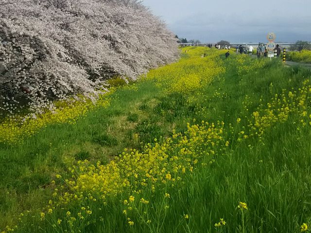 にゃんたろうさんの菜の花の投稿写真1
