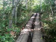 にゃんたろうさんの玉原湿原遊歩道の投稿写真1