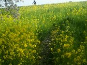 にゃんたろうさんの菜の花の投稿写真1