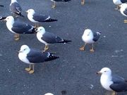 みかさんの蕪島の投稿写真1