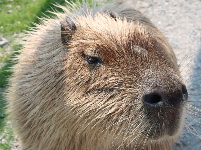 カピバラ_長井海の手公園ソレイユの丘
