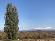 まっちゃんさんのケンとメリーの木の投稿写真1